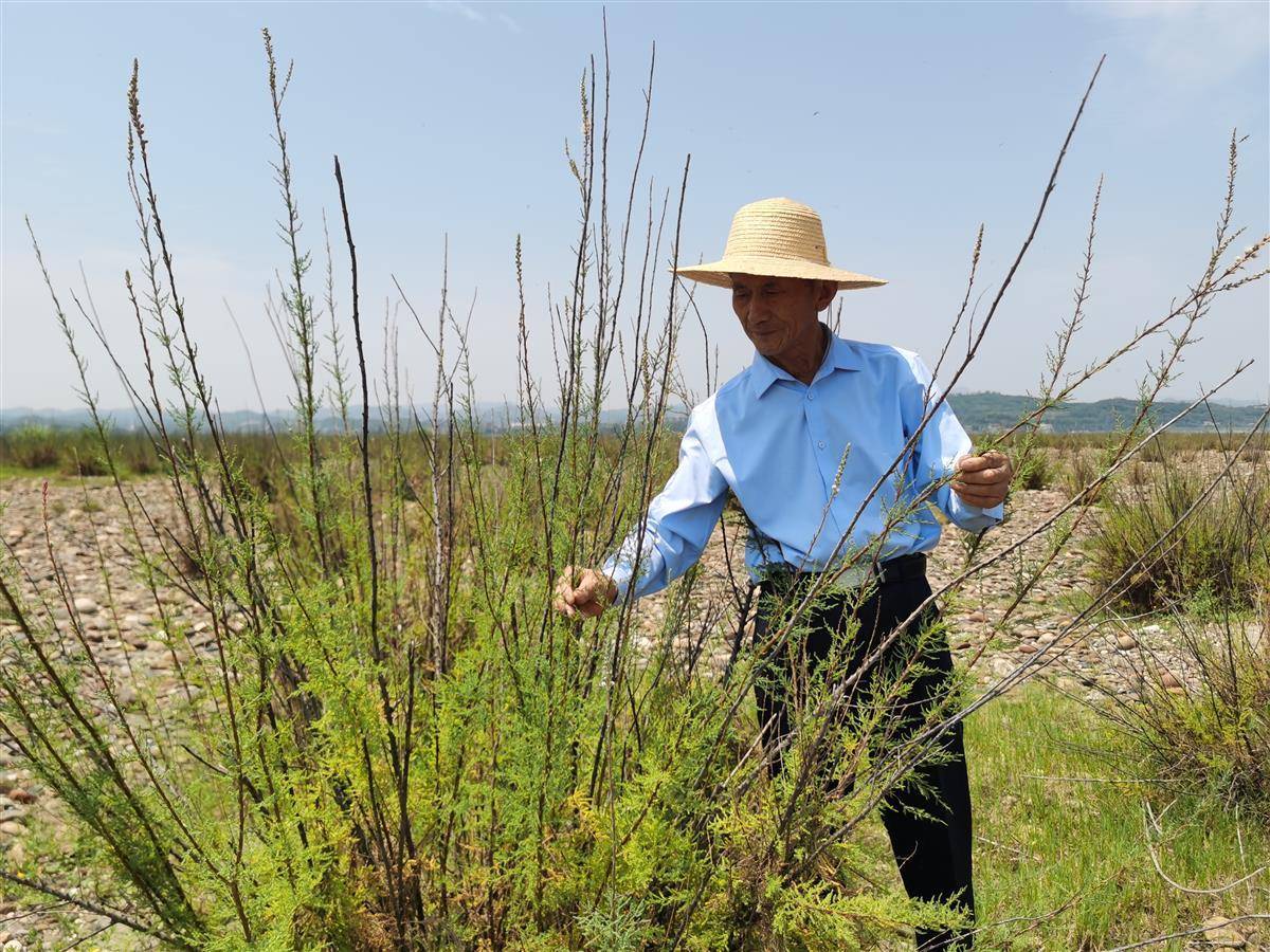 “根爺爺”17年守護(hù)“植物大熊貓”