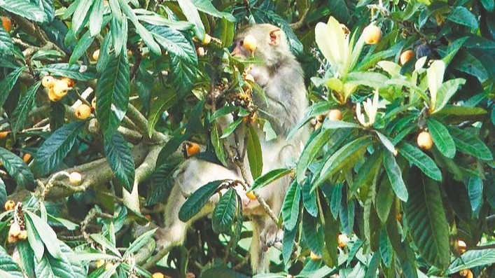 野生猕猴现身 宜城首次发现猴类踪迹