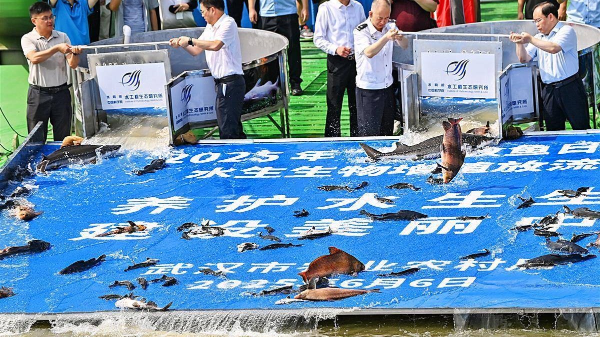 全國放魚日 武漢放流萬余尾中華鱘