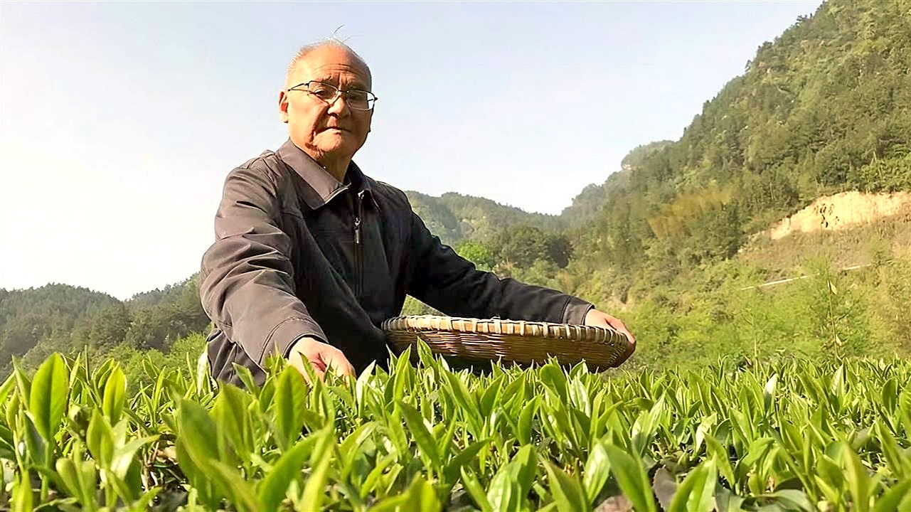 88歲茶學(xué)大師楊勝偉讓千年古茶重煥生機