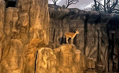 武漢動物園上演“夕游記”小朋友觀看夜版動物世界
