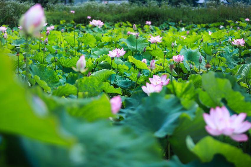 鶴峰：荷香四溢繪夏景