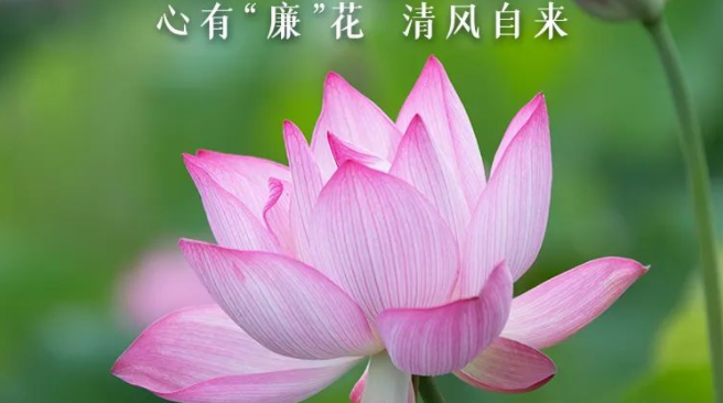 文化中国行 | 小暑：心有“廉”花，清风自来