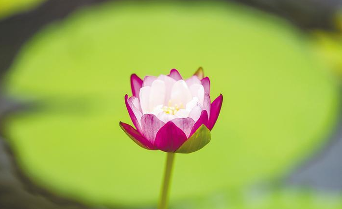 晨昏皆入畫 荷香滿江城