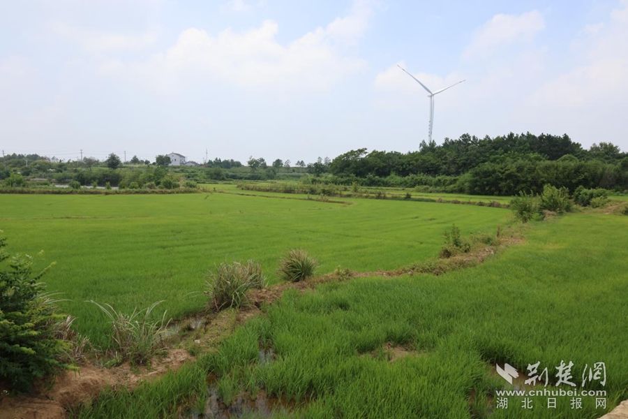 黄梅镇杜尚镇吸引了晴朗的泉水,村民大喊:“