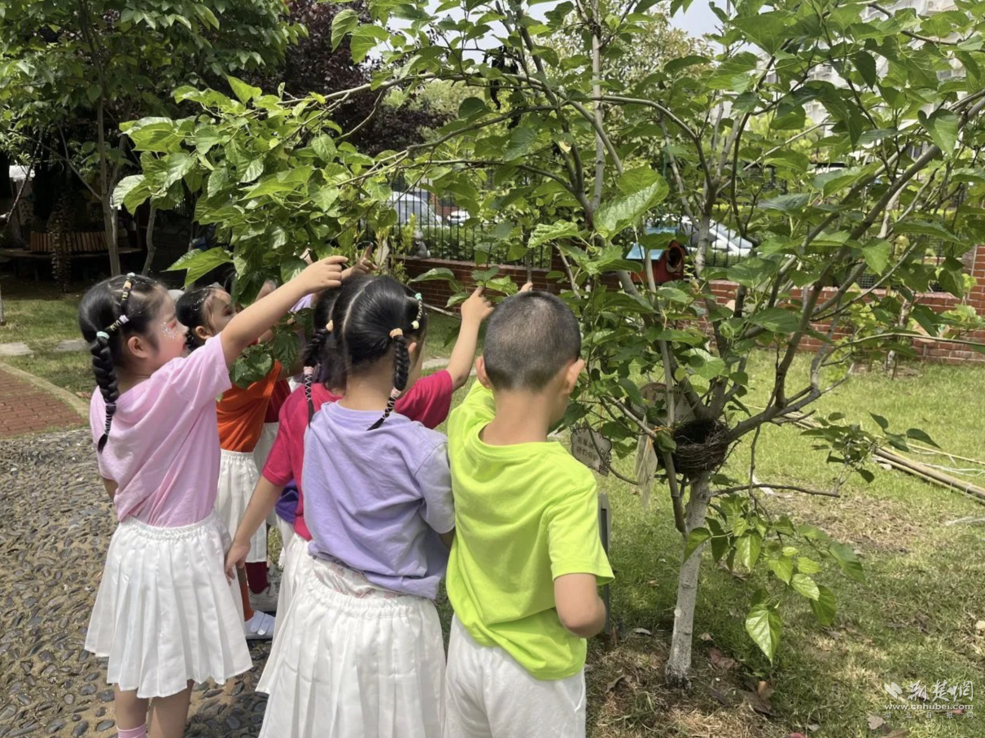 桑葚树下的成长课 薛峰幼儿园创新自然教育实践