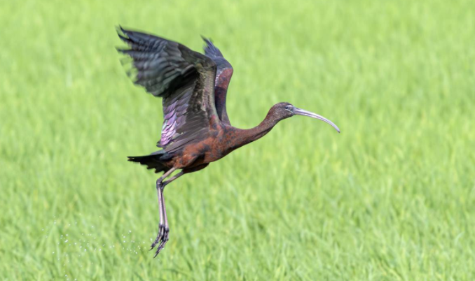 珍稀鳥類頻現 我省越冬水鳥5年增加近50萬只