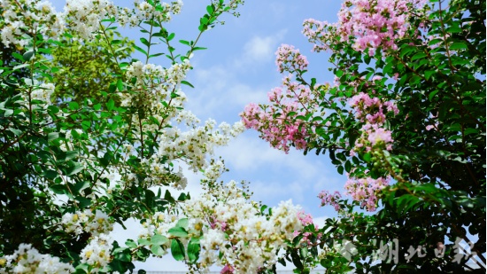 多彩紫薇 花開(kāi)似錦