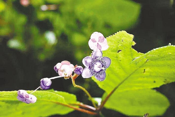 680余株植物界“大熊貓”盛開(kāi)