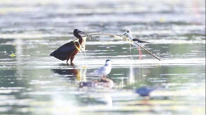 一对彩鹮情侣在崇湖“安家”