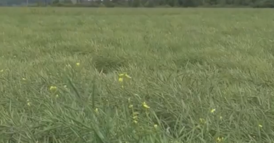 油菜育种有重大突破！