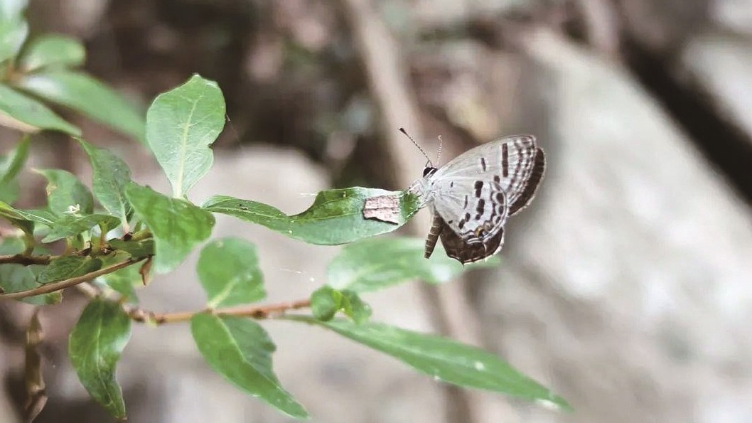 黄陂发现武汉第178种蝴蝶