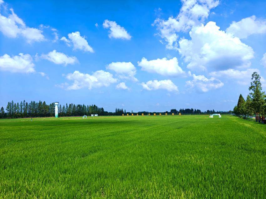 时隔50余年 珍稀植物地笋再现朱湖湿地