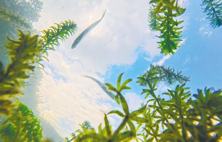 藍天白云透碧波 “水下森林”魚穿梭