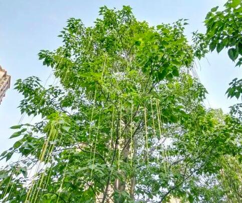 武汉这条路上大量出现，长达1米！到底是啥？