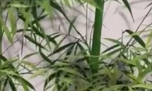 墙绘师画的竹子能有多逼真