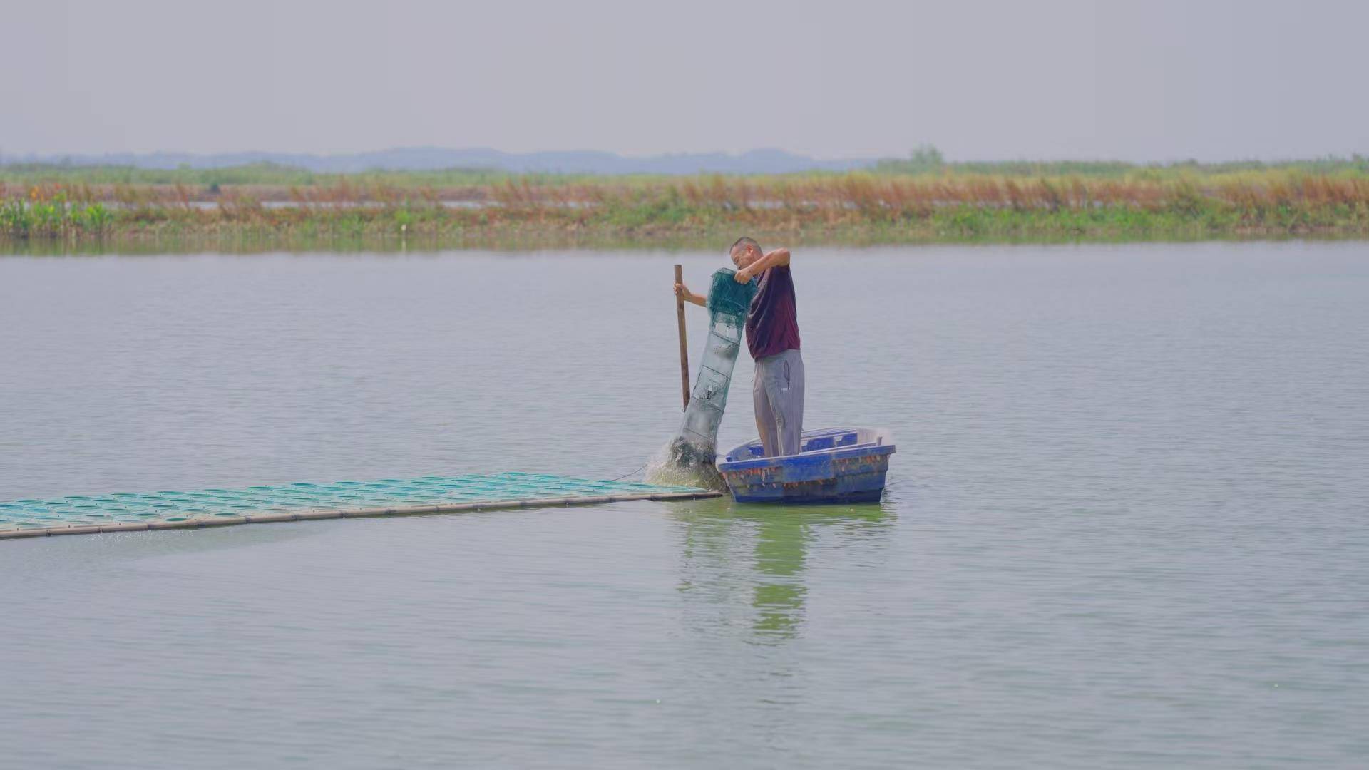 梁子湖“六月黄”俏销全国