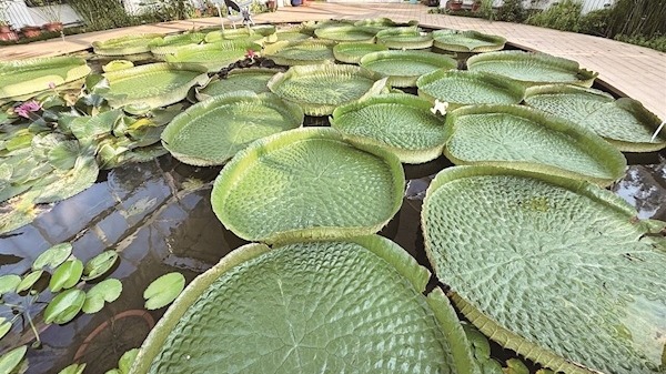 武汉植物园王莲绽放“霸王花” 花期仅剩1个月