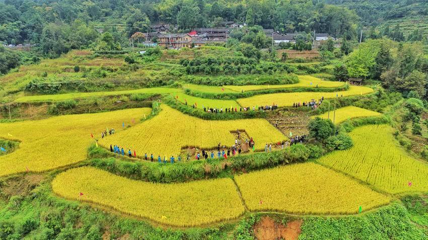 來鳳土家族擺手舞發(fā)源地辦起“豐收派對”