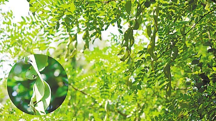 宜昌建成全省最大珍稀濒危特有植物园