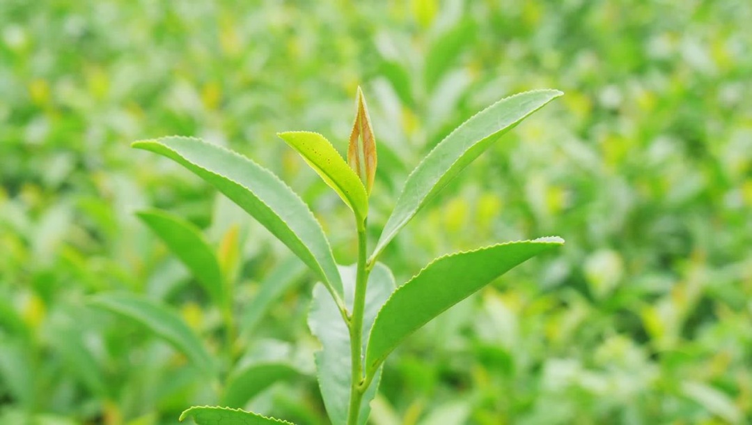 南漳：茶到深秋別樣“紅”