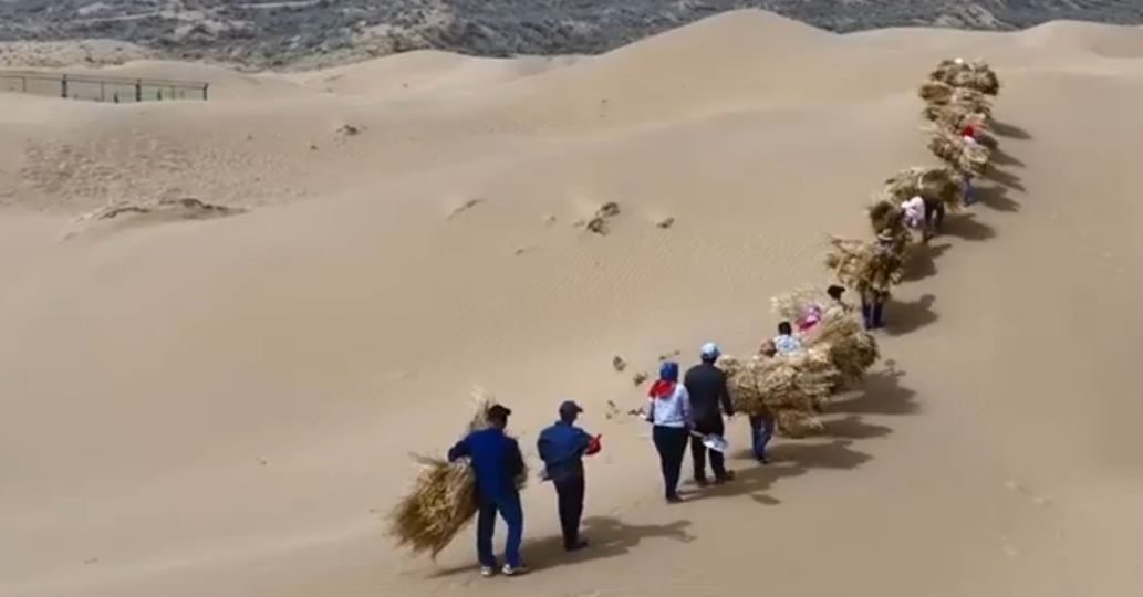 他們一鍬一鍬逼退20公里沙漠