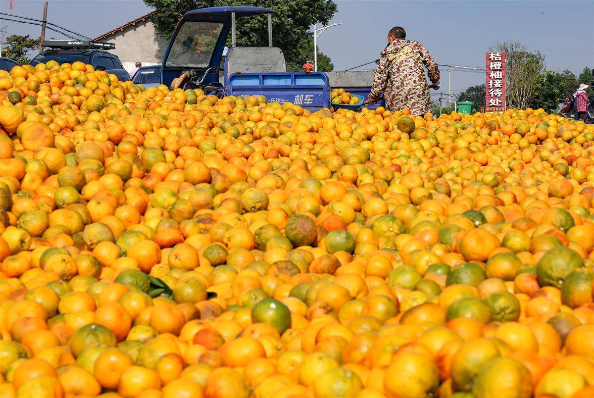 橘子紅了  果農(nóng)笑了