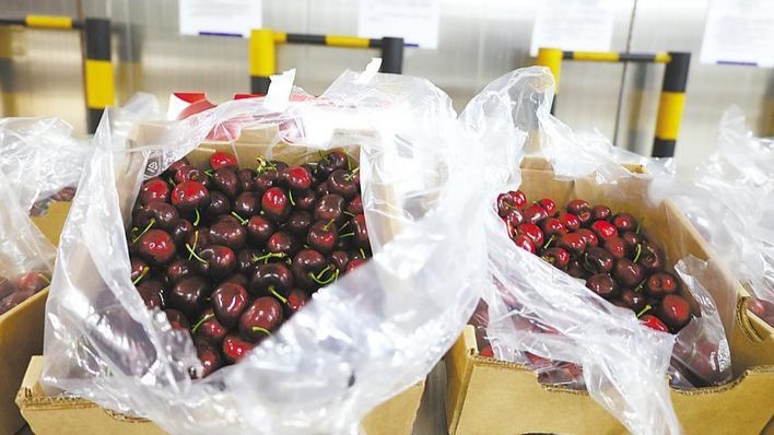 智利車厘子飛抵鄂州“搶鮮”發(fā)貨