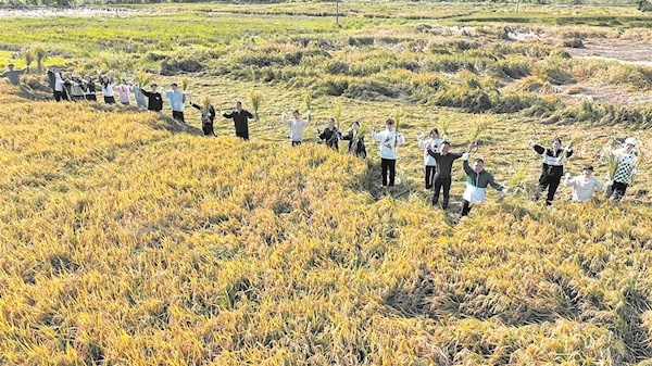 春华秋实 喜收水稻