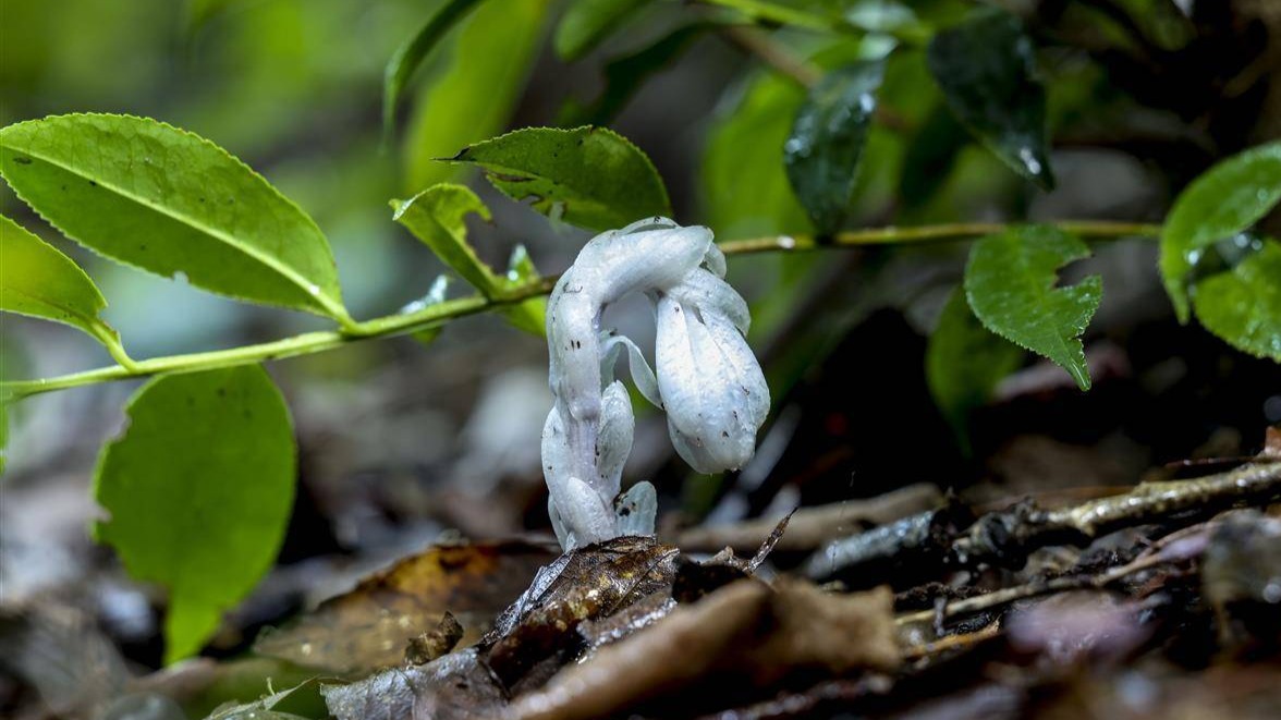 “幽灵之花”频现？原来长这样