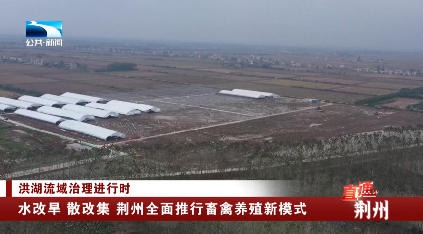 水改旱 散改集 荊州全面推行畜禽養殖新模式