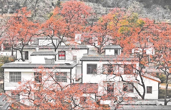 中国甜柿第一村：6000多棵百年柿树硕果满枝