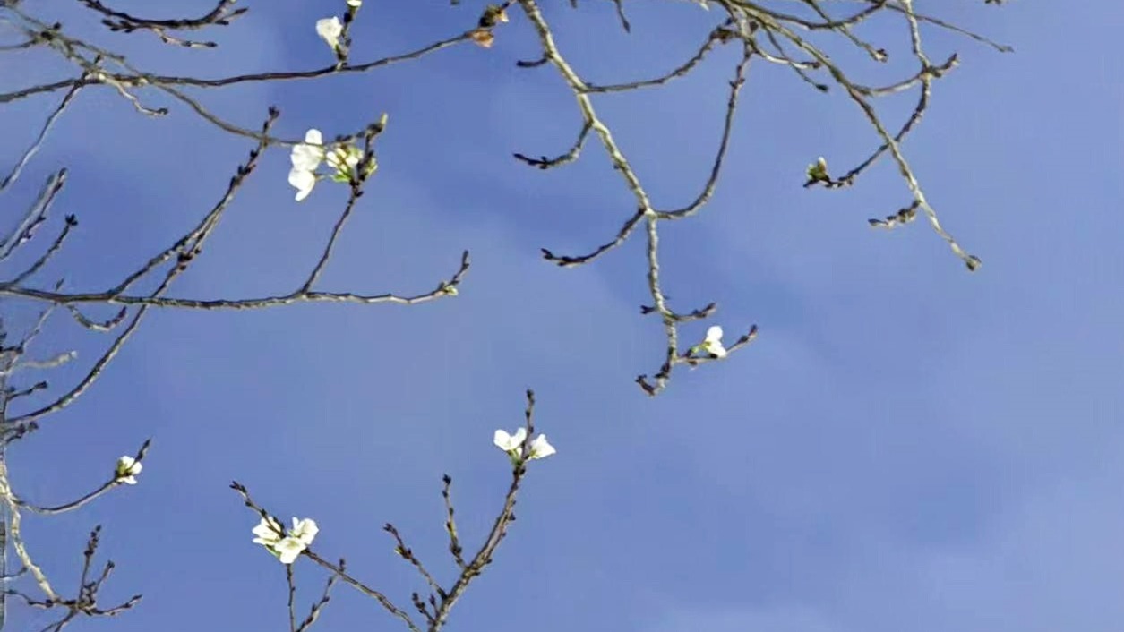 被天气“搞晕了头” 江城几树樱花反季开放