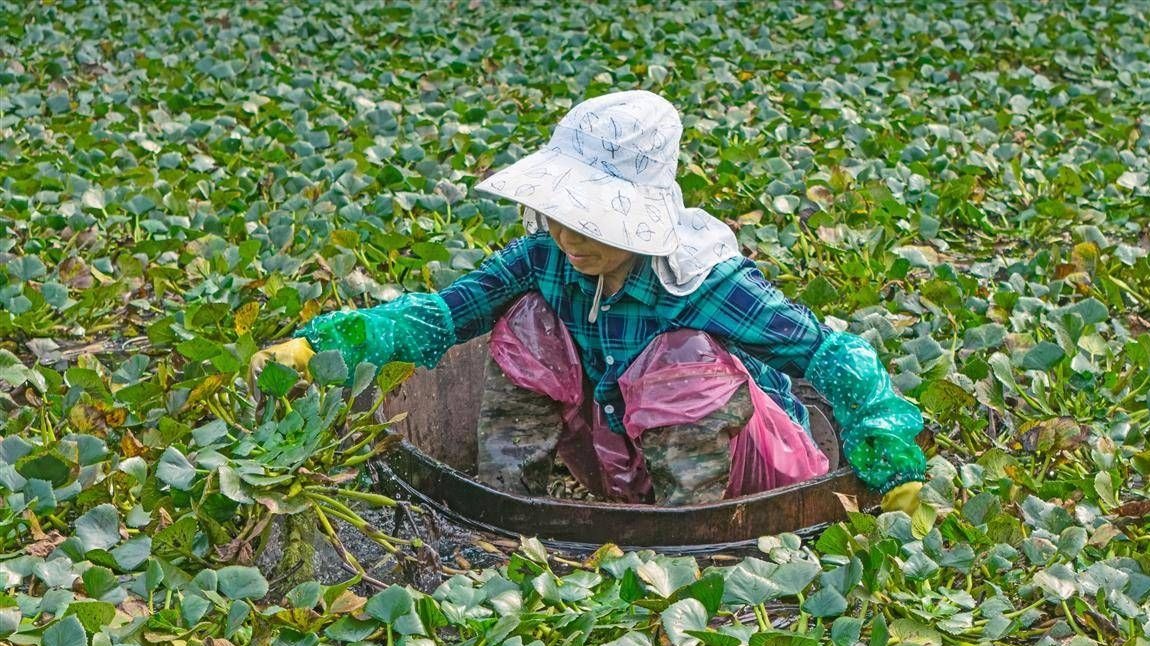 枝江菱角采收正当时
