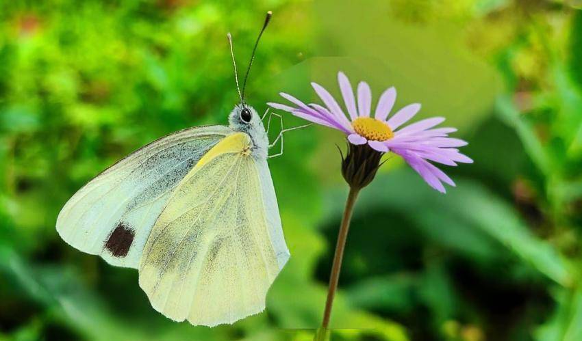 鶴峰：蝶舞秋花