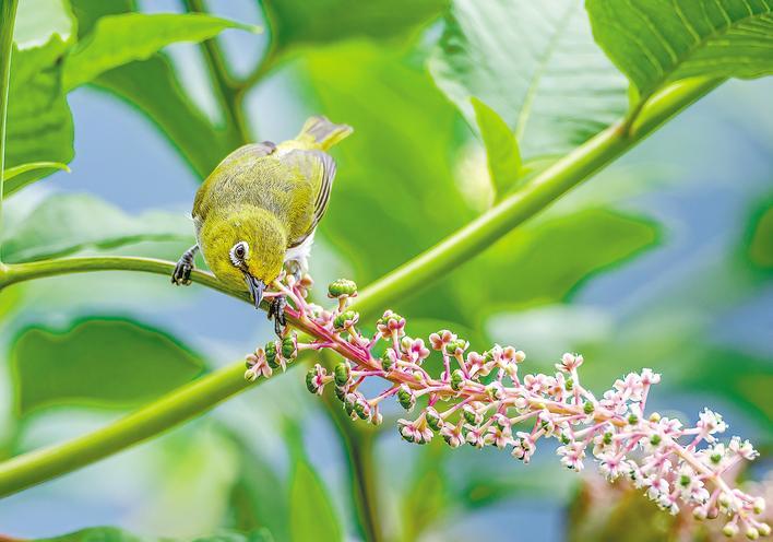 南河保护区跻身“国字号”生物圈