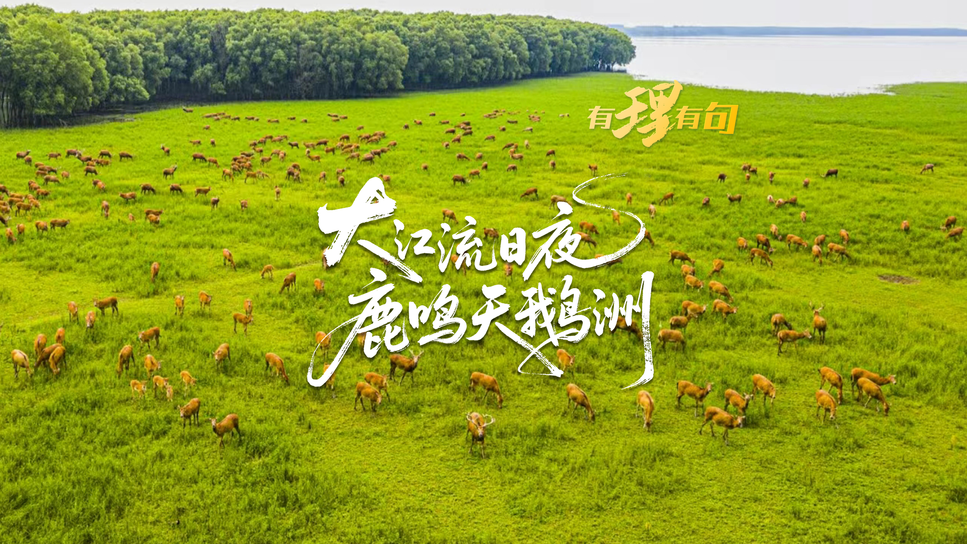 大江流日夜，鹿鸣天鹅洲