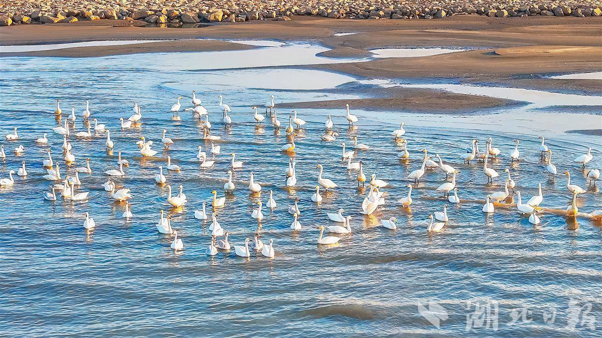 首批越冬天鹅飞抵长江鄂州段