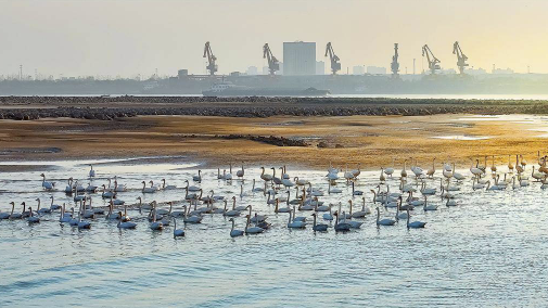 首批越冬天鹅飞抵长江鄂州段