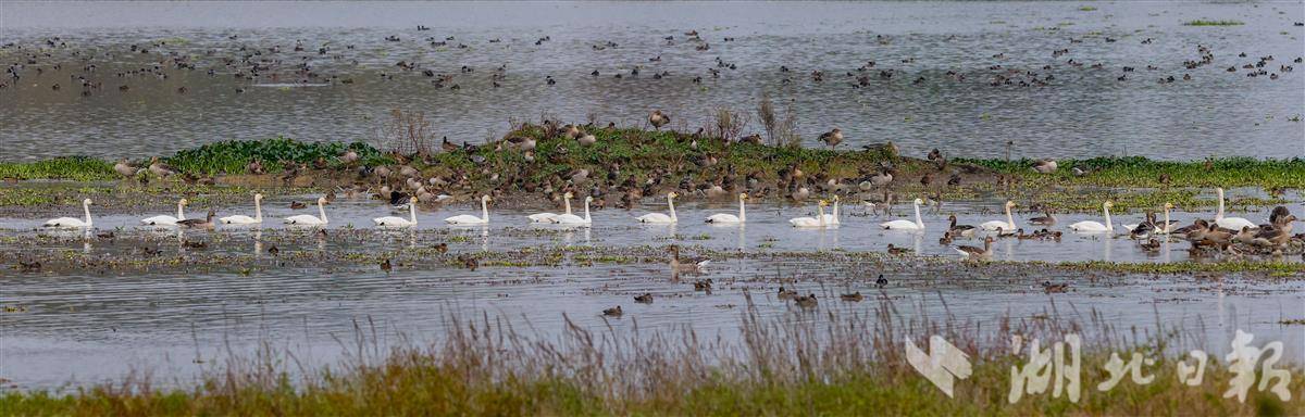 小天鵝列隊“簽到”過冬
