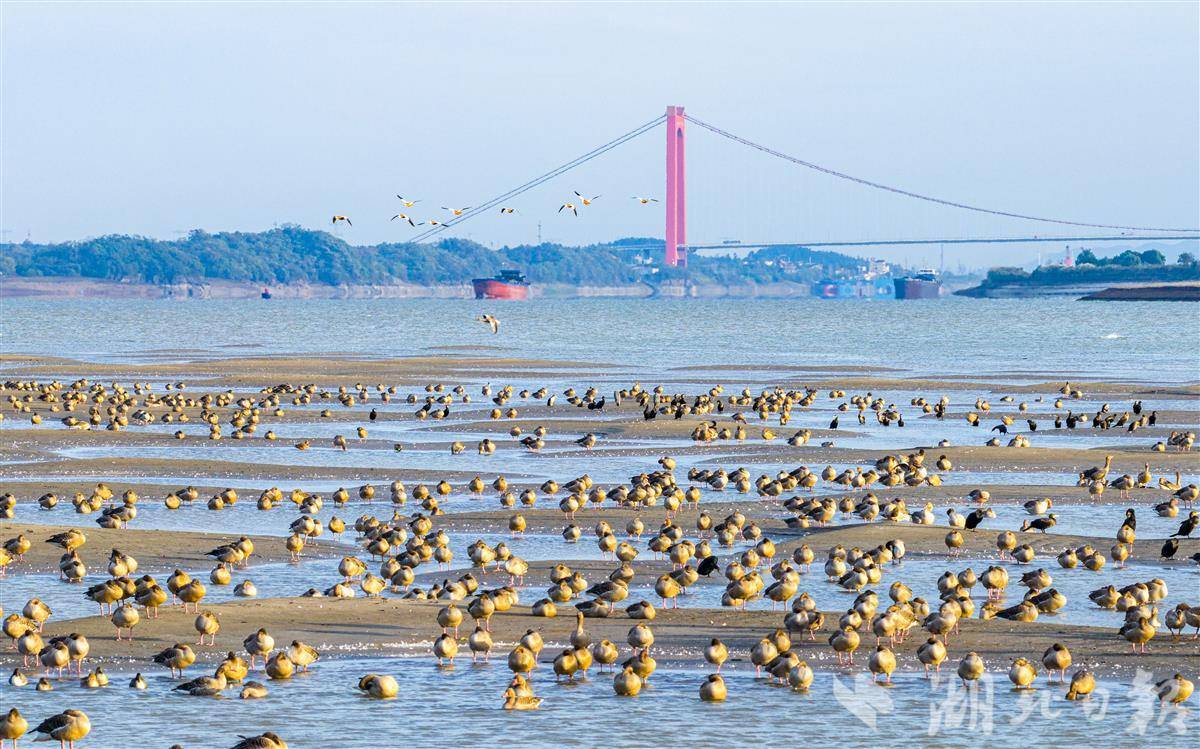 长江候鸟翔集舞清波