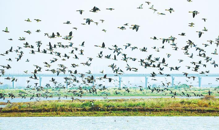 柏泉府河湿地提前迎来越冬候鸟