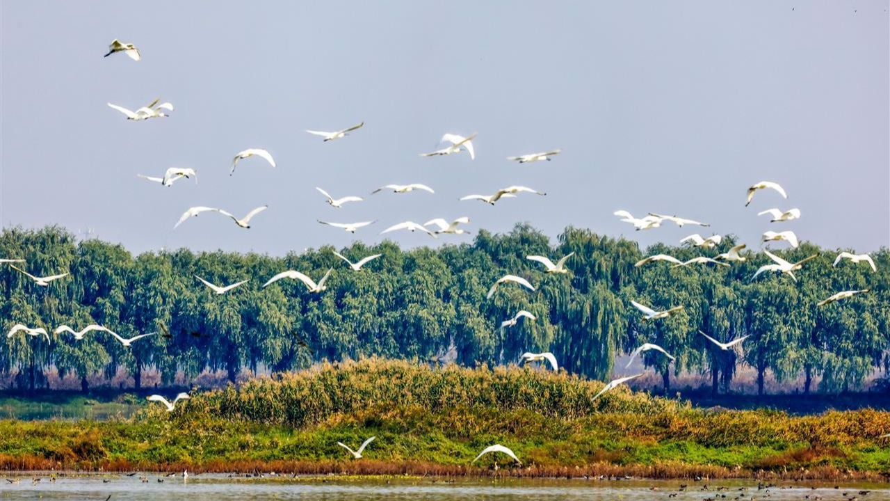 又见翩跹候鸟归！武汉府河湿地进入最佳观鸟期