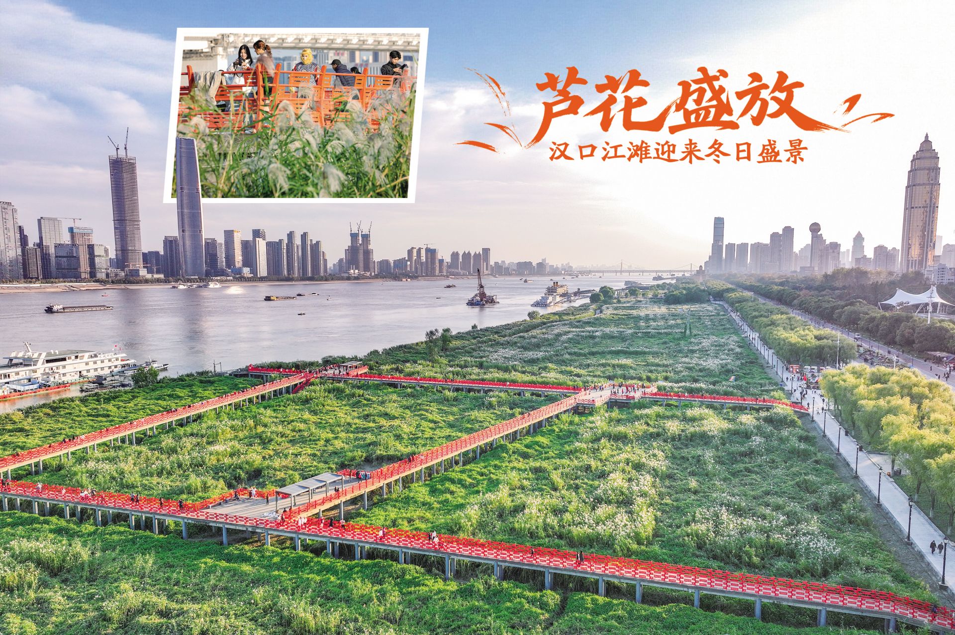 芦花盛放 汉口江滩迎来冬日盛景