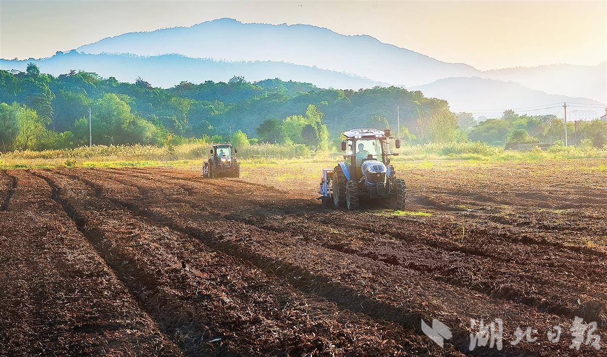 创历史新高   湖北油菜年产量超300万吨