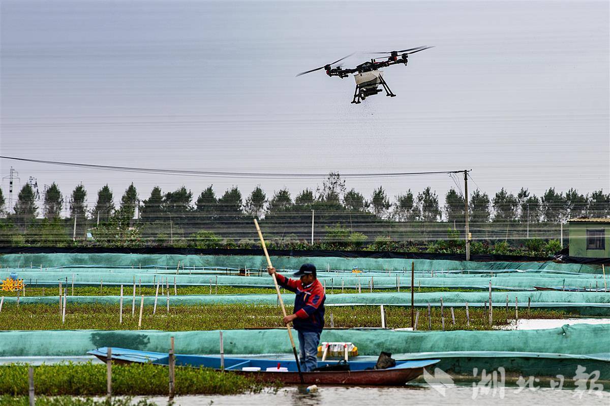 無人機(jī)投喂大閘蟹