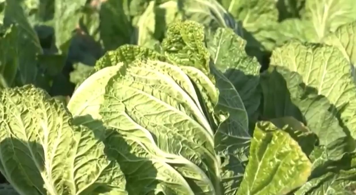 胶州大白菜年产值近10亿元