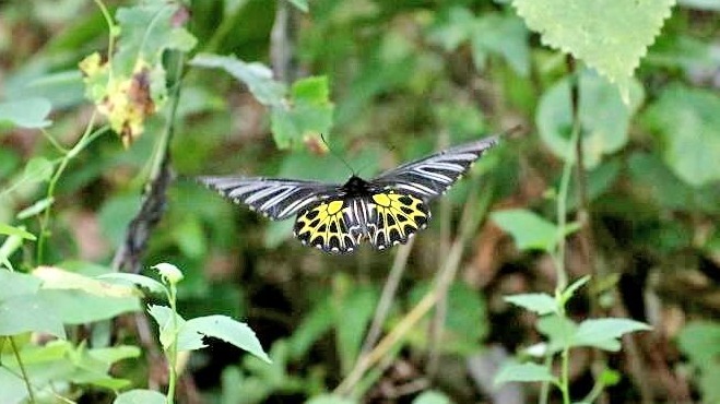 中国体型最大的蝴蝶现身湖北赤壁