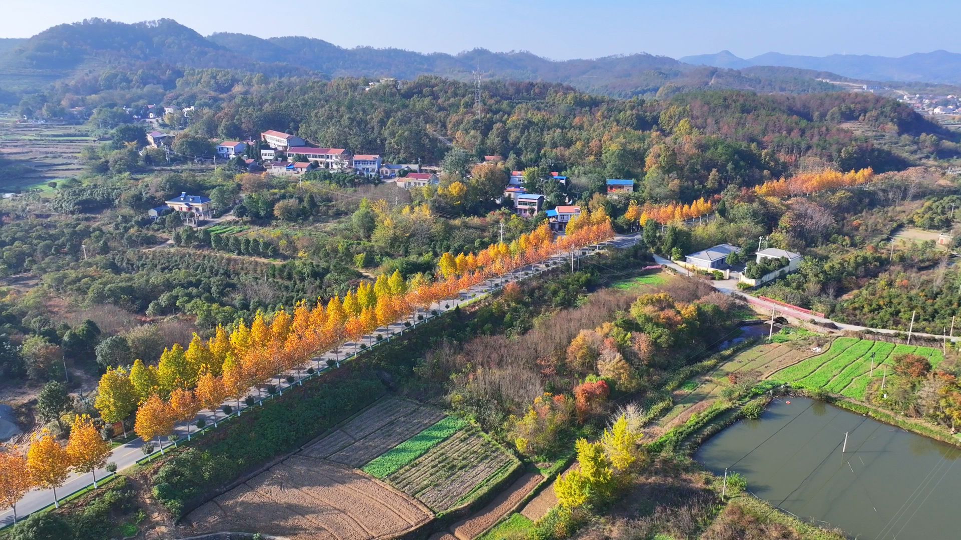 孝昌小悟：金色银杏引客来 生态旅游促振兴