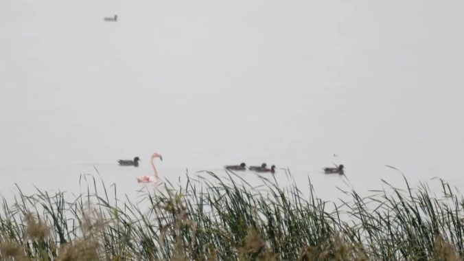 武汉10月监测到6类国家一级保护鸟类